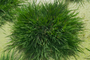 Des scientifiques chinois découvrent des gènes anciens pour développer un riz de longévité