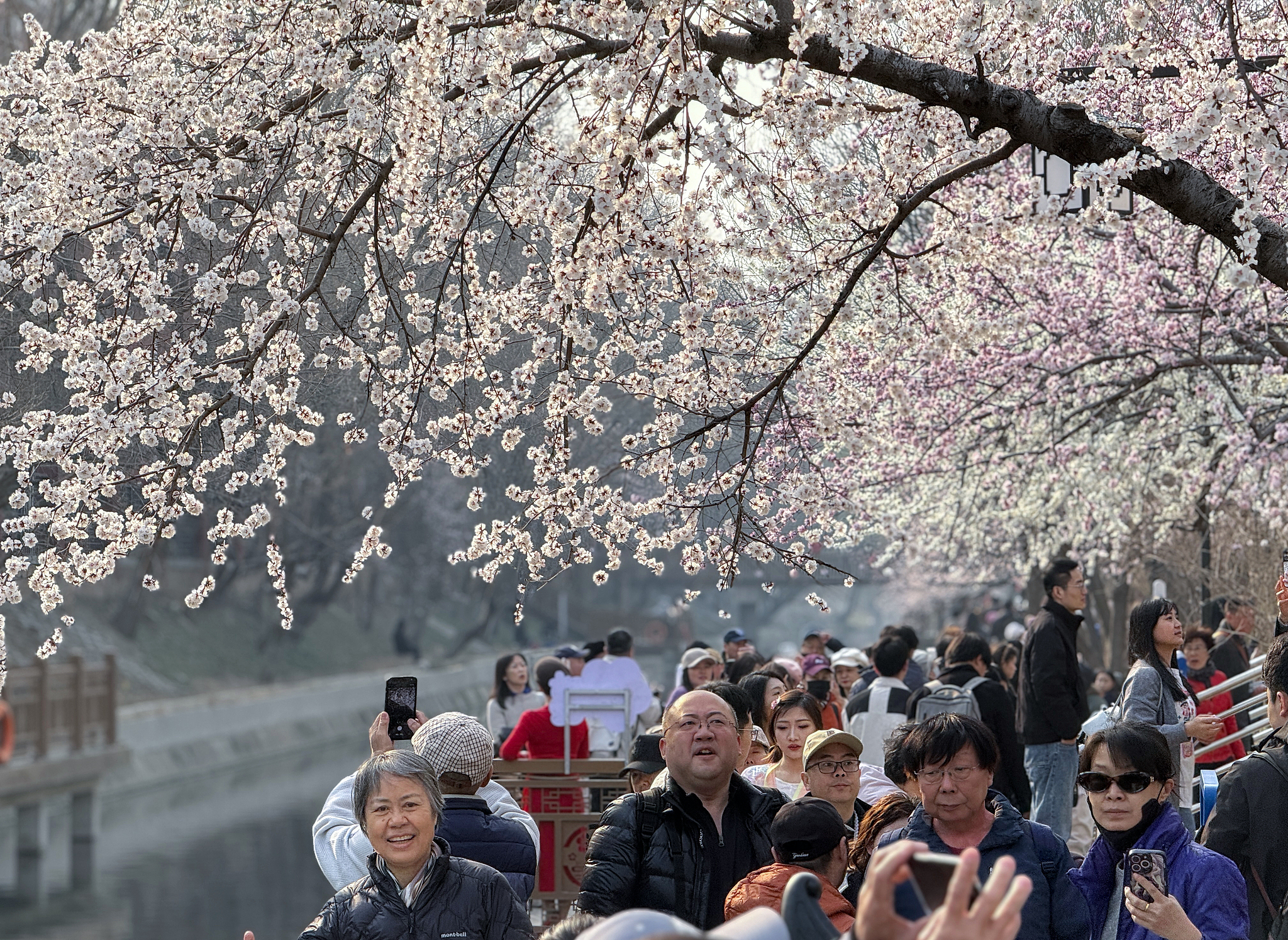 Les fleurs de pêchers sauvages près de la station de métro Shilipu à Pékin sont en pleine floraison, attirant les résidents et les visiteurs pour profiter du paysage printanier le 12 mars 2026. /VCG