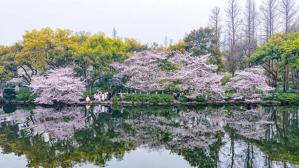 Cerisiers en fleurs au bord du lac de l'Ouest à Hangzhou, province du Zhejiang, le 26 mars 2026. /VCG