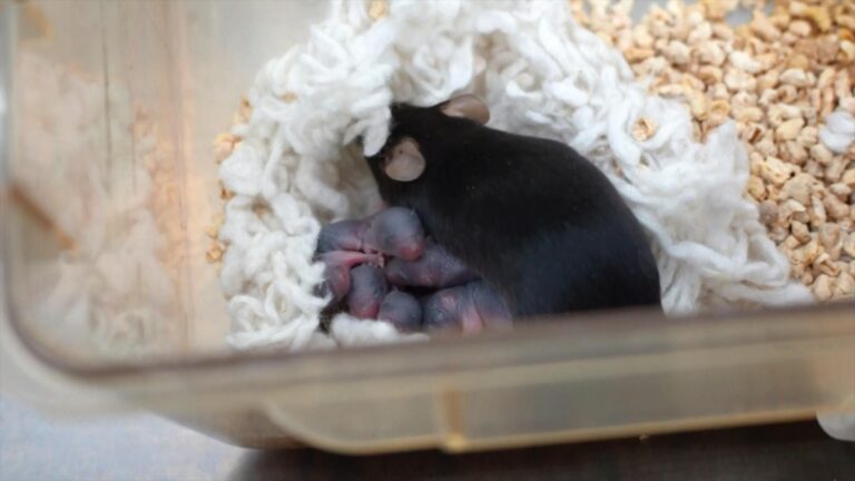 La « souris de l&rsquo;espace » chinoise donne naissance à une troisième portée en bonne santé