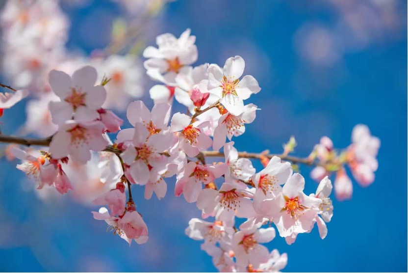 Fleurs de pêcher à Nyingchi, dans la région autonome de Xizang, dans le sud-ouest de la Chine. /VCG