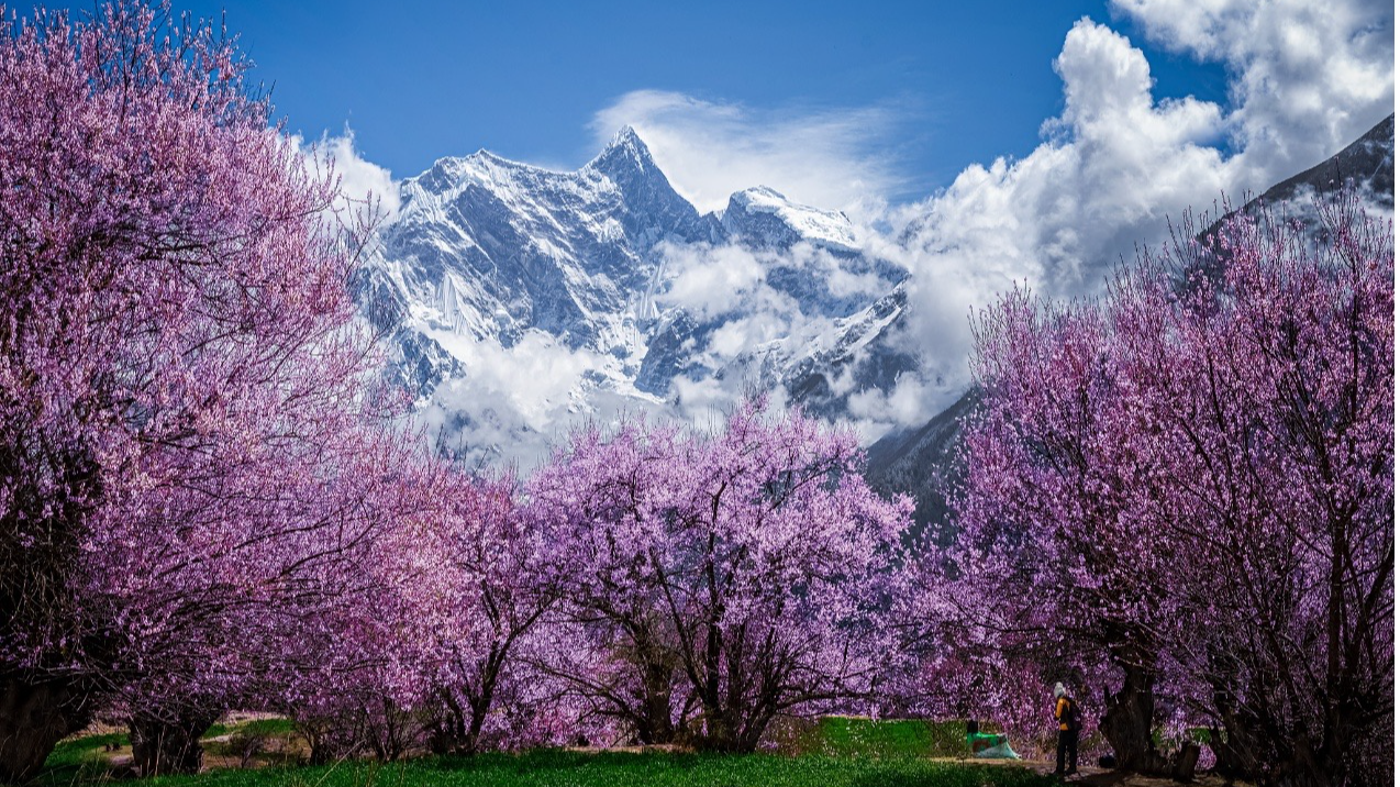 Des pêchers fleurissent au pied du pic Namjagbarwa, à Nyingchi, dans la région autonome de Xizang, dans le sud-ouest de la Chine. /VCG