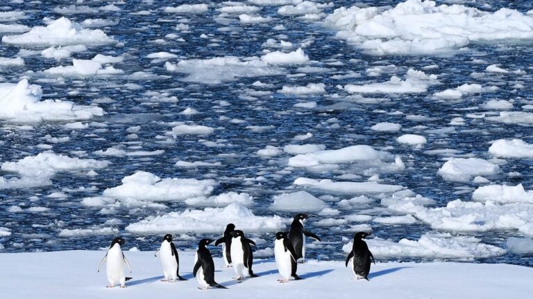 Une étude révèle que les tempêtes et les mers chaudes ont entraîné une chute soudaine des glaces de l&rsquo;Antarctique