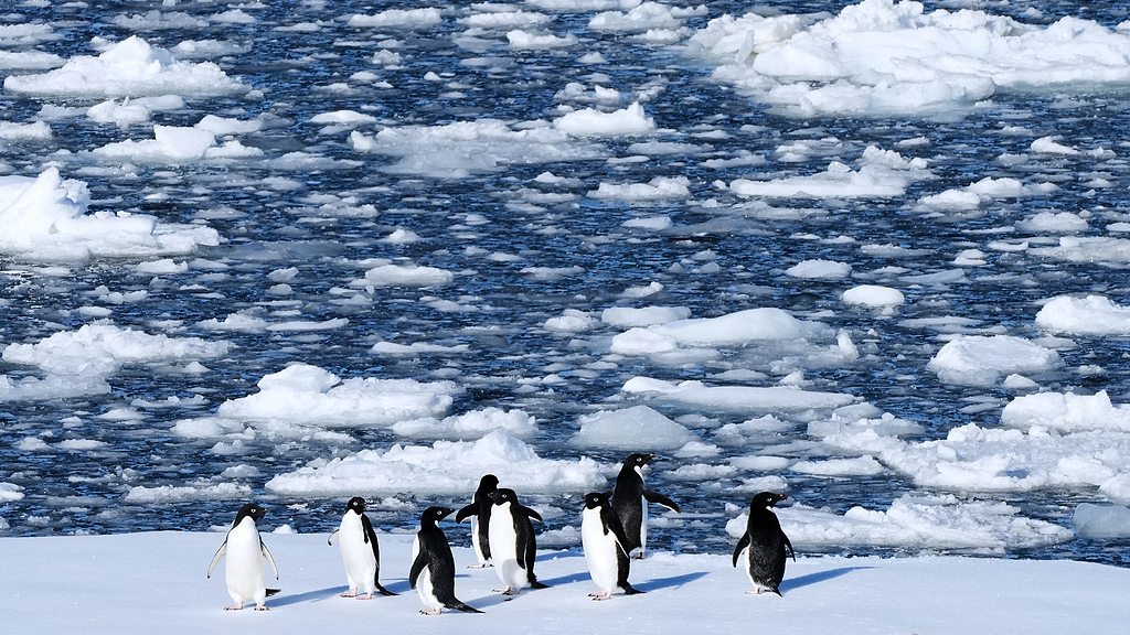 Des manchots Adélie se tiennent sur un bloc de glace flottante sur les îles Yalour en Antarctique, le 24 novembre 2025. /VCG