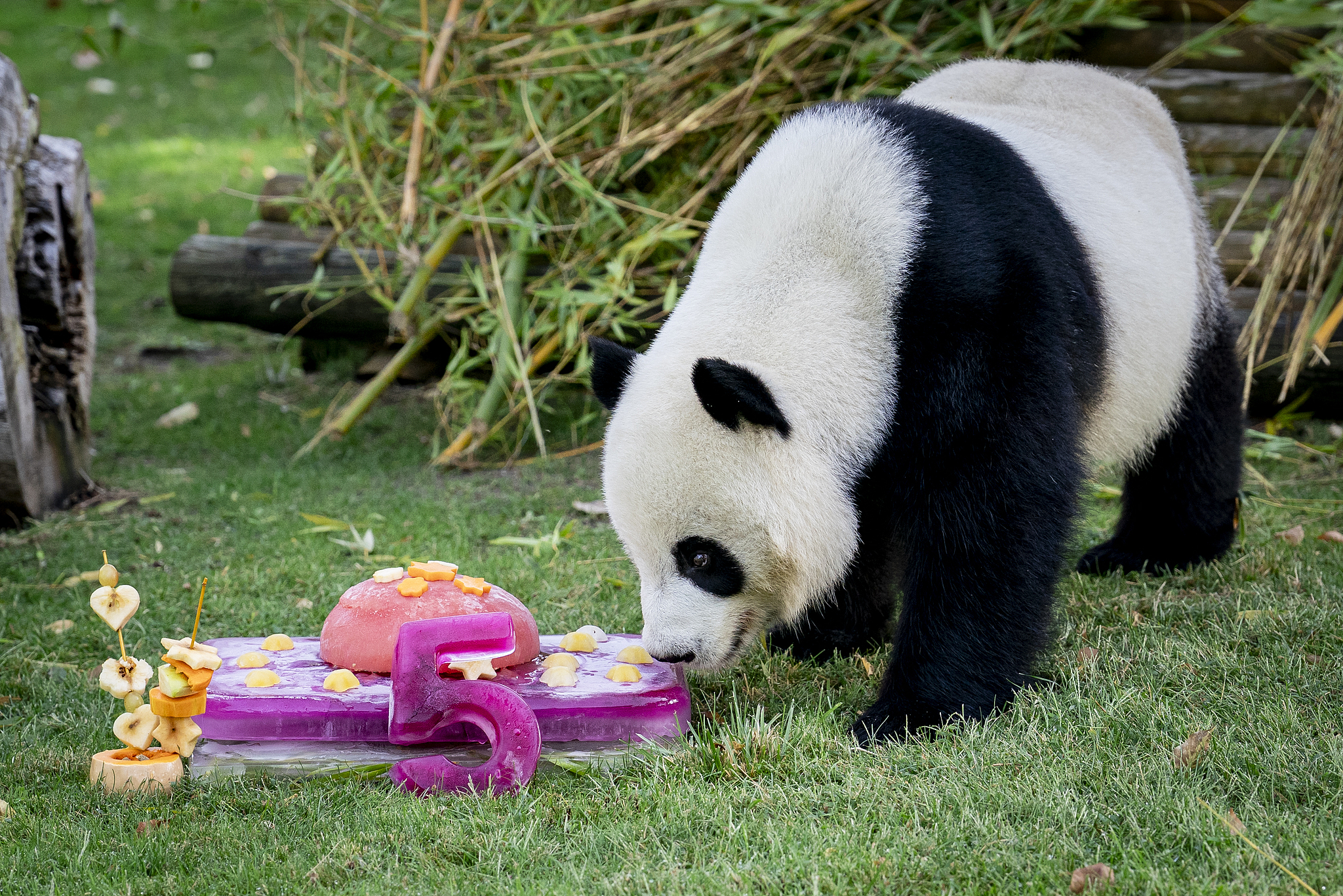 Le panda géant Jin Xi reçoit un gâteau pour son cinquième anniversaire au zoo de Madrid, en Espagne, le 20 septembre 2025. Le zoo a reçu sa première paire de pandas géants de Chine en 1978. /VCG