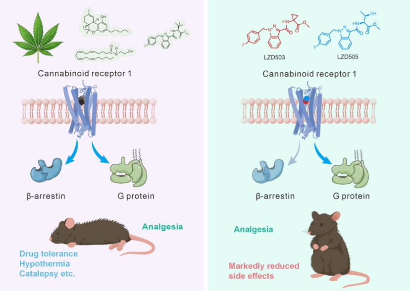 Comparaison entre les agonistes CB1 traditionnels et les petites molécules biaisées de conception rationnelle. /Université du Zhejiang