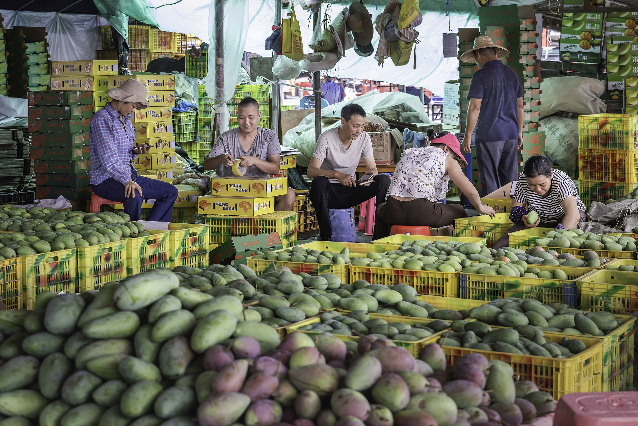Saison des récoltes à Baise, Chine, 29 juin 2024. /VCG