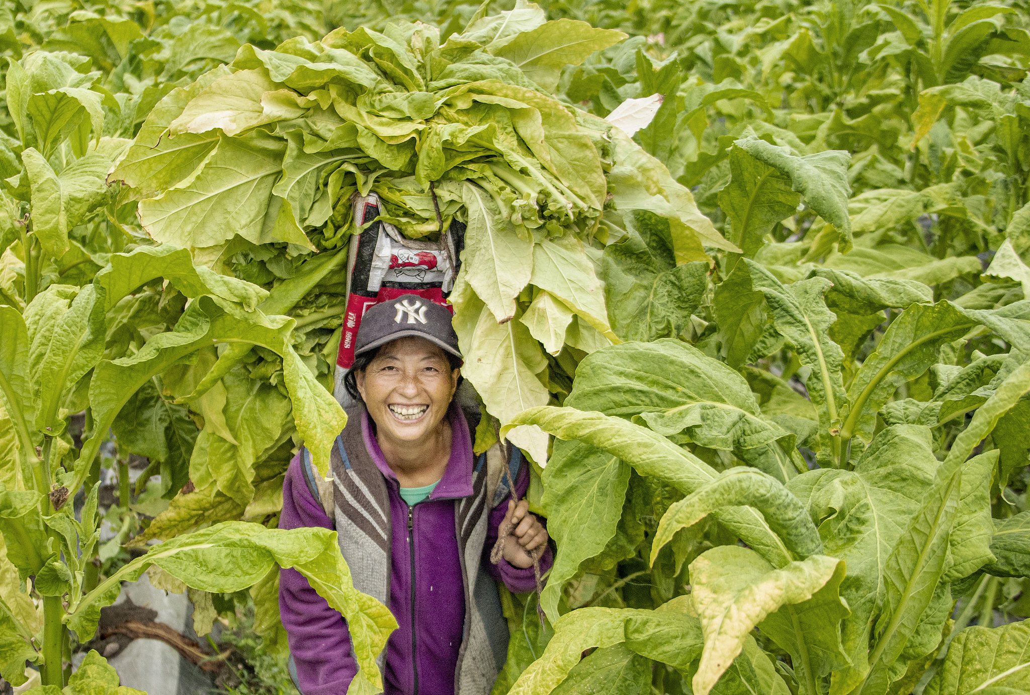 Saison des récoltes dans la préfecture autonome Yi de Liangshan, Chine, 14 août 2021. /VCG