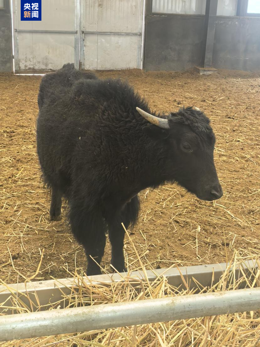 Namco 1#, le premier yak cloné par cellules somatiques au monde, fin mars 2026. /CMG