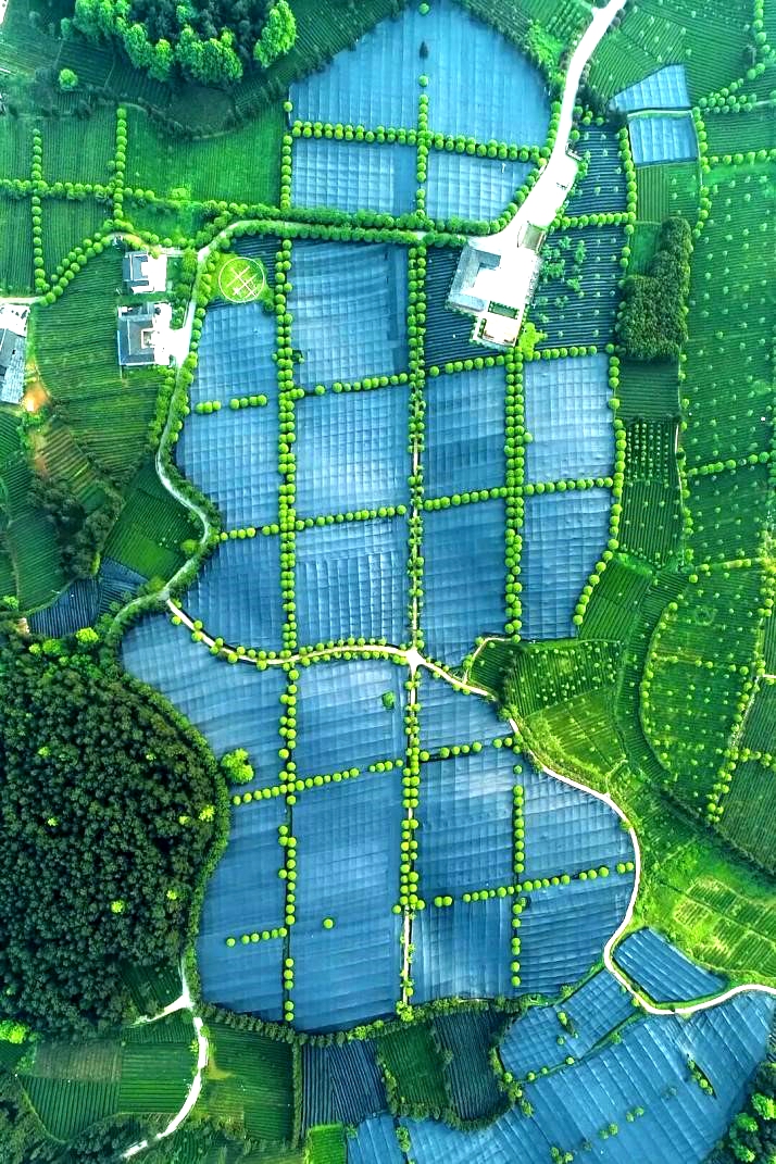 Une plantation ombragée de thé matcha est visible dans le Guizhou. /HautGuizhou
