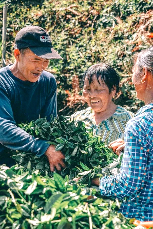 Les producteurs de thé cueillent des feuilles de thé pour la production de matcha. /HautGuizhou