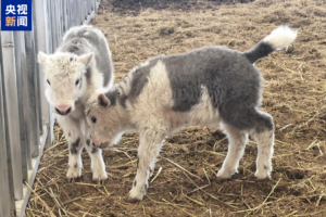 La Chine réalise le premier clonage de 10 yacks à Xizang