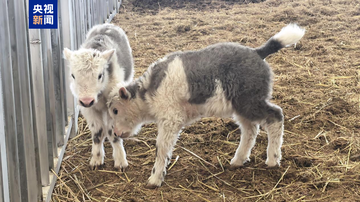 Yaks clonés nés en mars 2026. /CMG