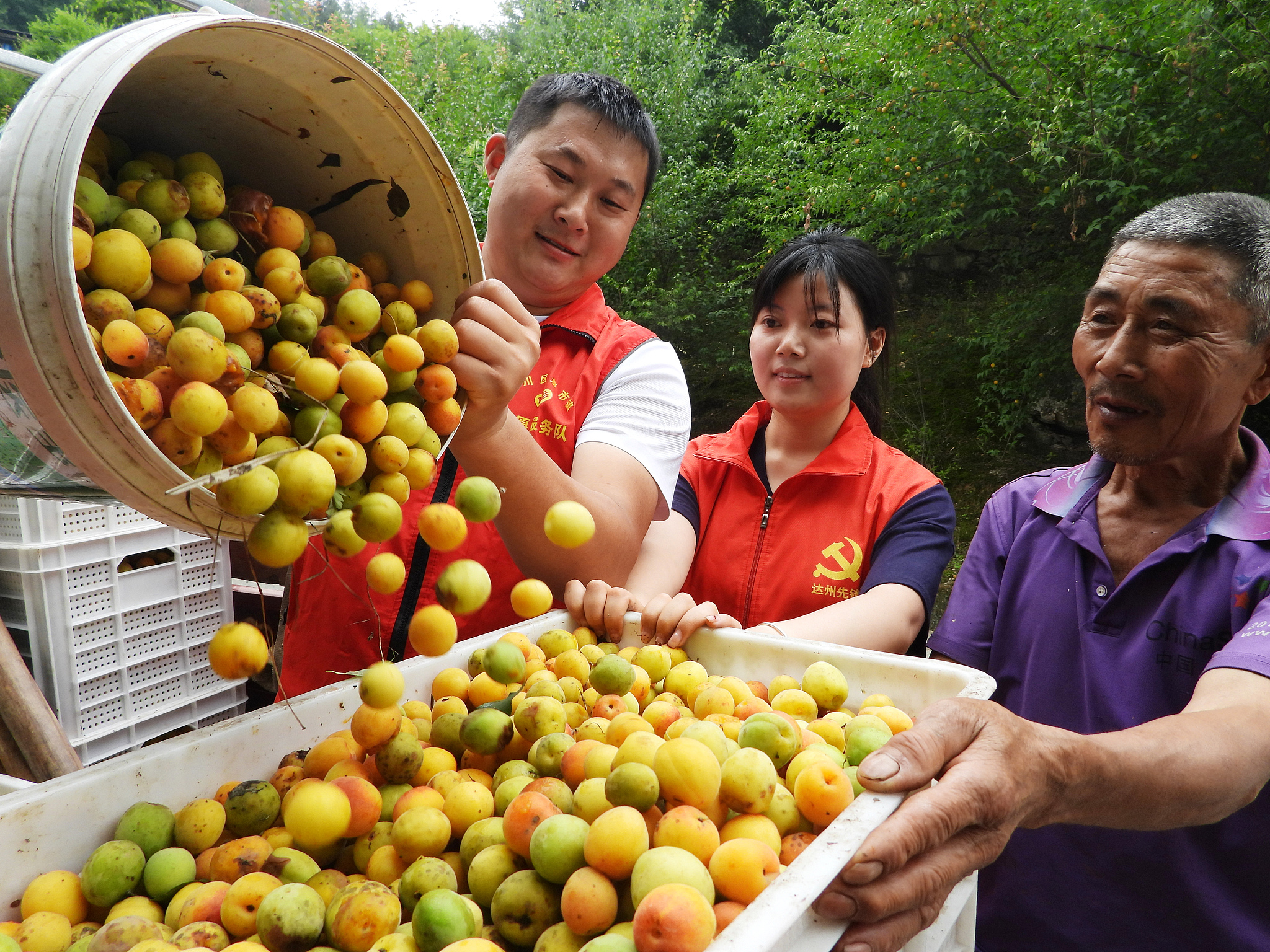 Des agriculteurs chargent des prunes fraîchement cueillies dans des camions dans le village de Chayuansi, dans la ville de Dazhou, dans la province chinoise du Sichuan (sud-ouest), le 4 juin 2025. /VCG