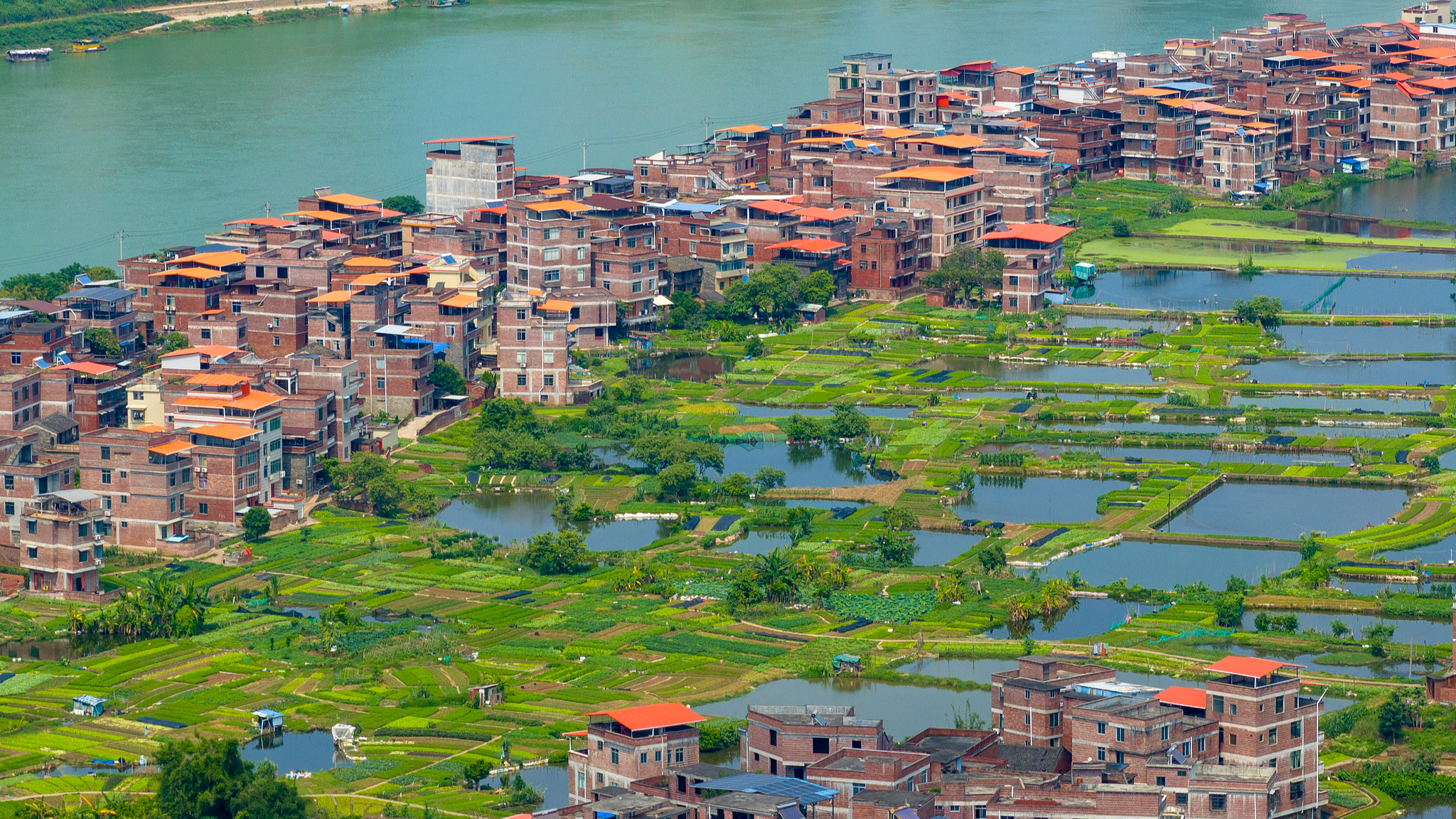 Une vue d'une base de plantation de légumes écologiques à Wuzhou, dans la région autonome Zhuang du Guangxi (sud de la Chine), le 24 avril 2026. /VCG