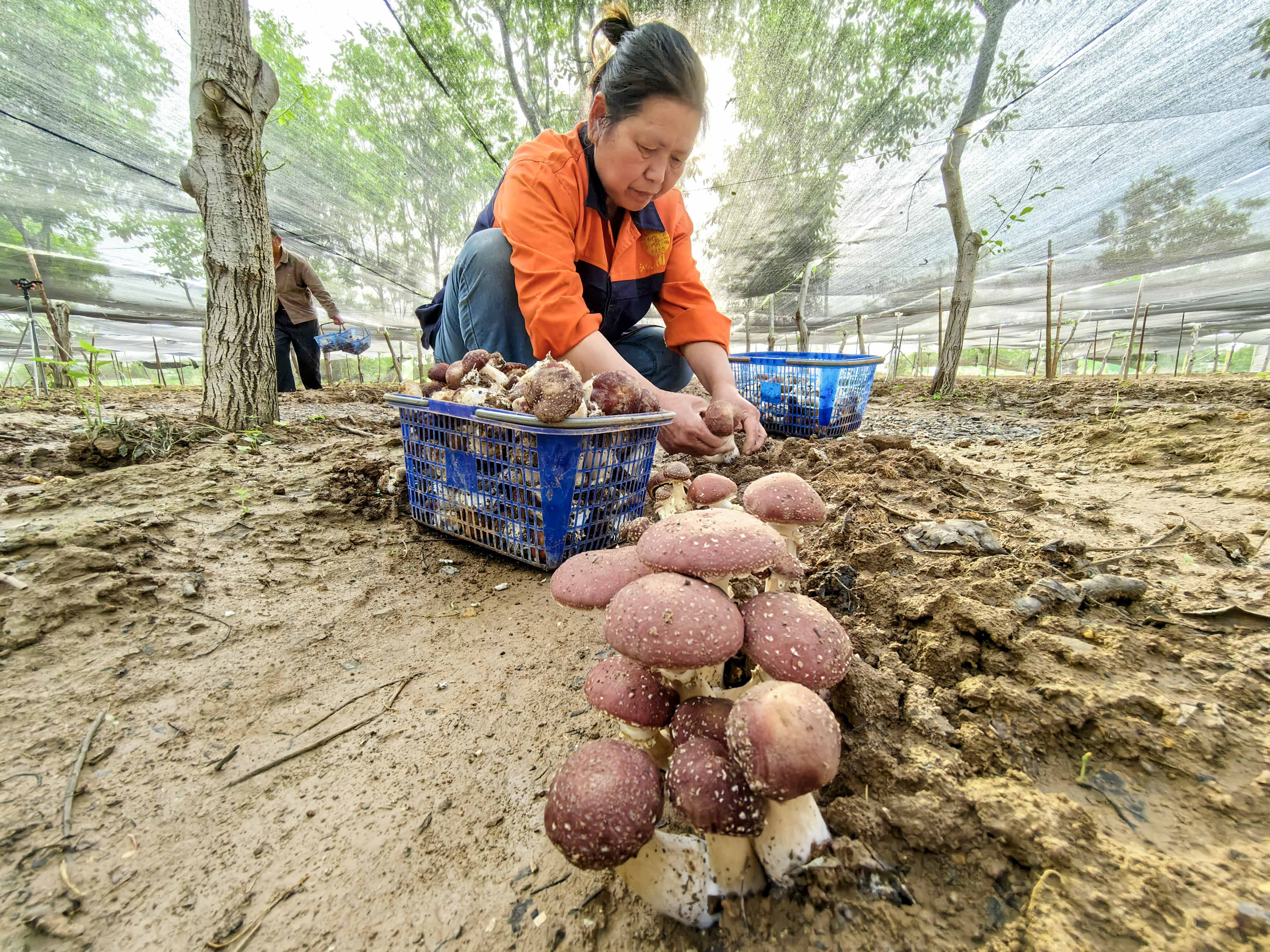 Un habitant est photographié en train de cueillir des champignons de Paris dans une base de démonstration d'agriculture écologique à Luoyang, dans la province du Henan, le 7 mai 2026. /IC
