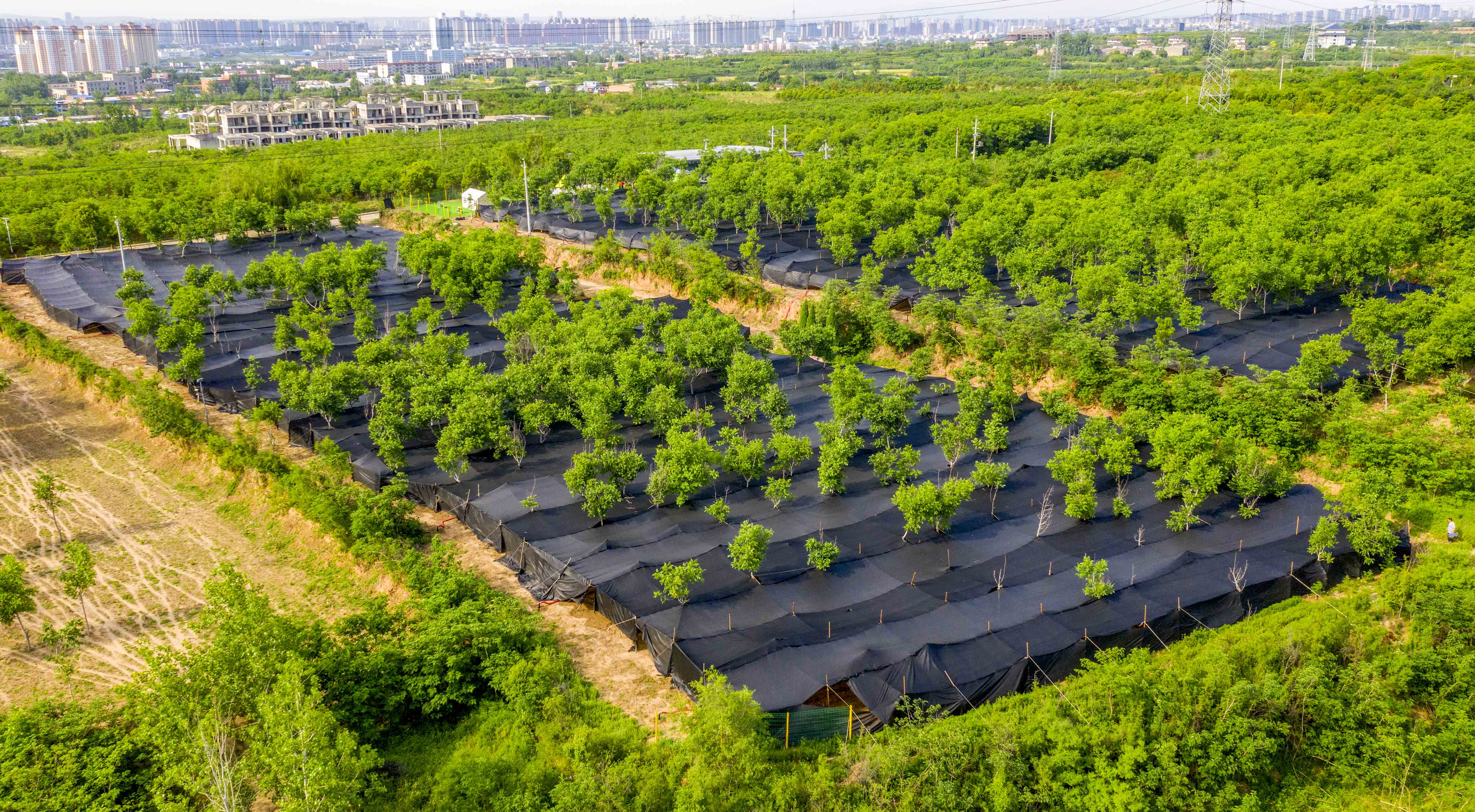 Une vue aérienne montre une base de démonstration de culture écologique de champignons à bouchon de vin à Luoyang, province du Henan, le 7 mai 2026. /IC