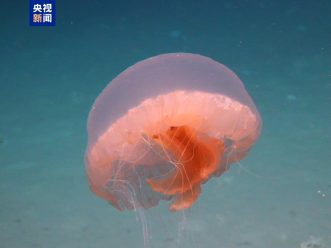 Créatures marines découvertes lors de la mission d'exploration profonde Chine-Chili. /Groupe de médias chinois