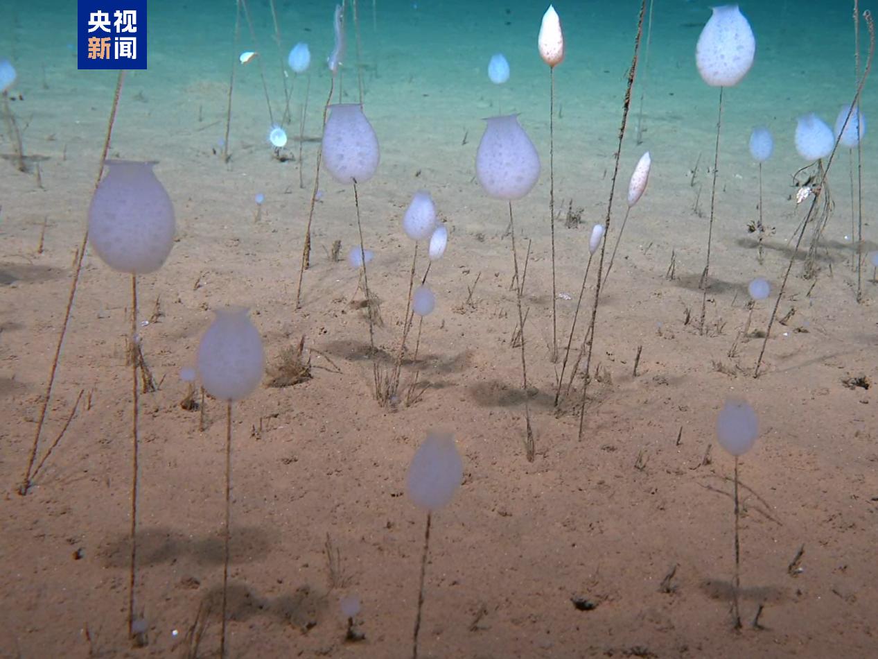 Créatures marines découvertes lors de la mission d'exploration profonde Chine-Chili. /Groupe de médias chinois
