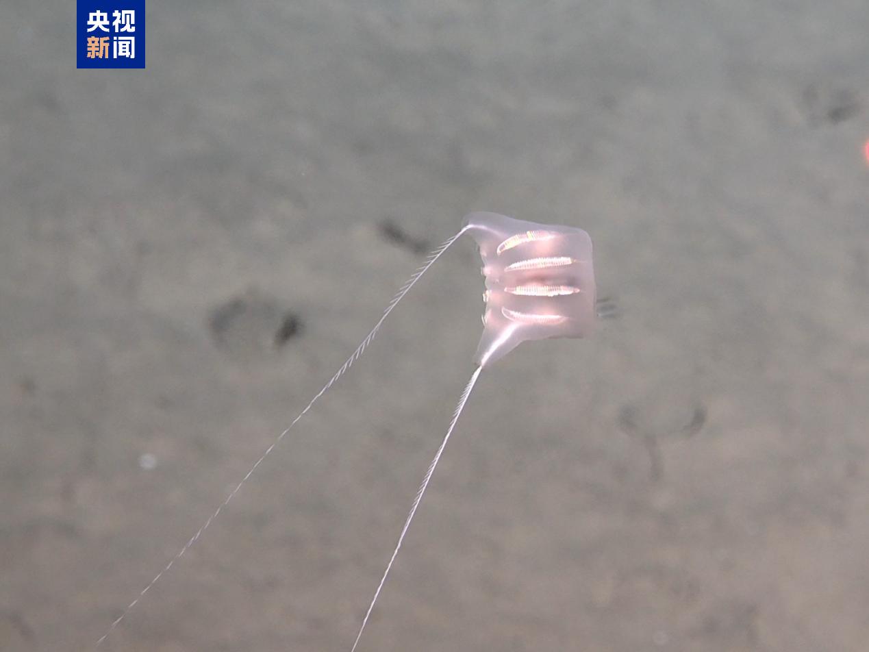Créatures marines découvertes lors de la mission d'exploration profonde Chine-Chili. /Groupe de médias chinois