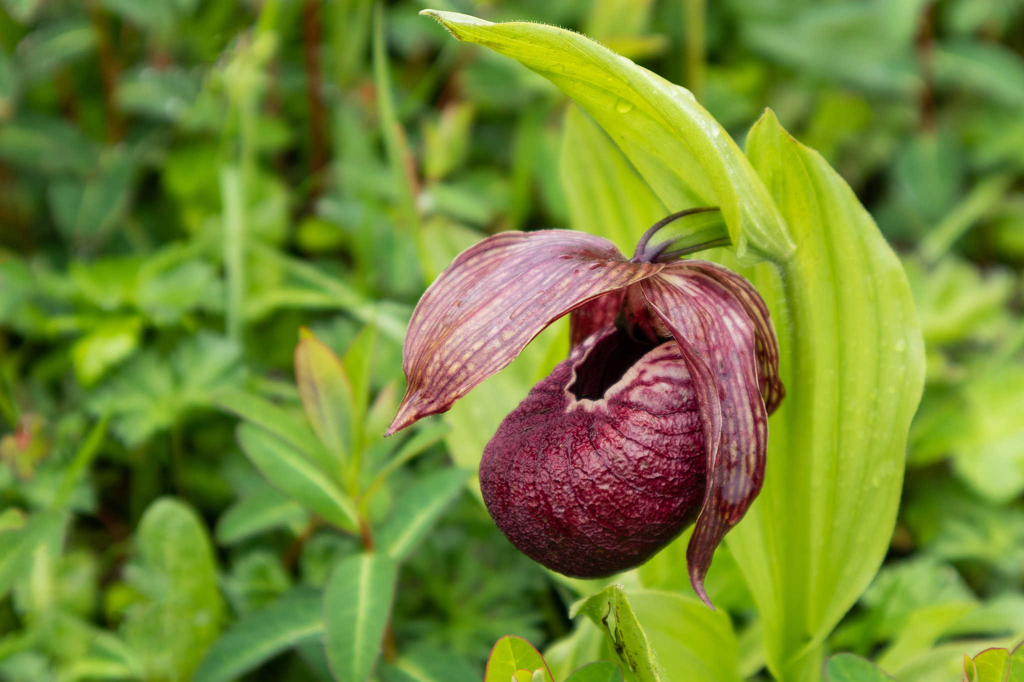 Une orchidée cypripède du Tibet (Cypripedium tibeticum), une espèce protégée par l'État de deuxième classe en Chine. /VCG