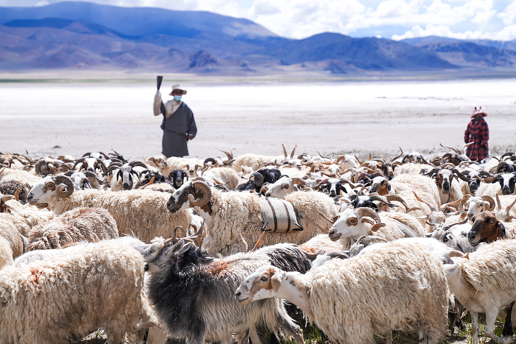 Un mouton portant un sac de sel se promène parmi le troupeau, préfecture de Ngari, région autonome de Xizang, Chine, le 20 juillet 2025. /VCG
