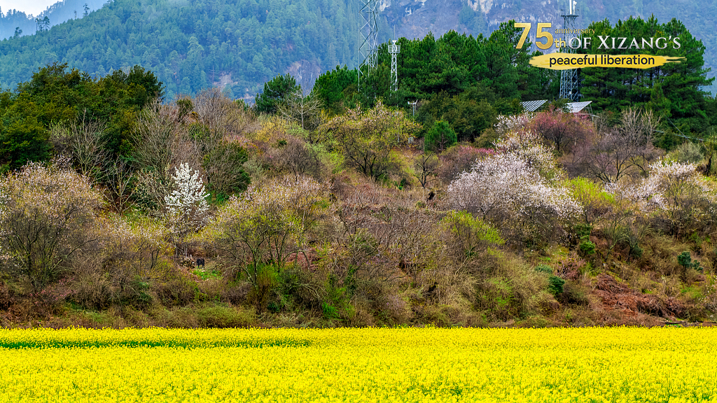 Champs de colza en fleurs avec des tours de signalisation au loin, Nyingchi, région autonome de Xizang (sud-ouest de la Chine), le 4 avril 2025. /VCG