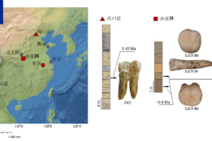 Des scientifiques chinois récupèrent les premières données moléculaires d&rsquo;Homo erectus