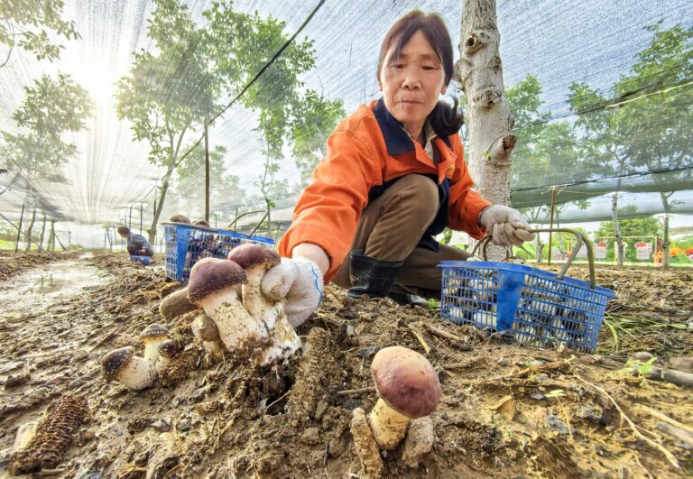 La culture des champignons du vin prospère dans les forêts de Luoyang