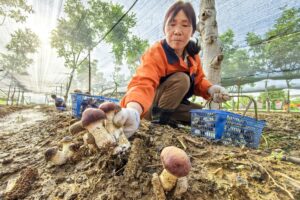 La culture des champignons du vin prospère dans les forêts de Luoyang