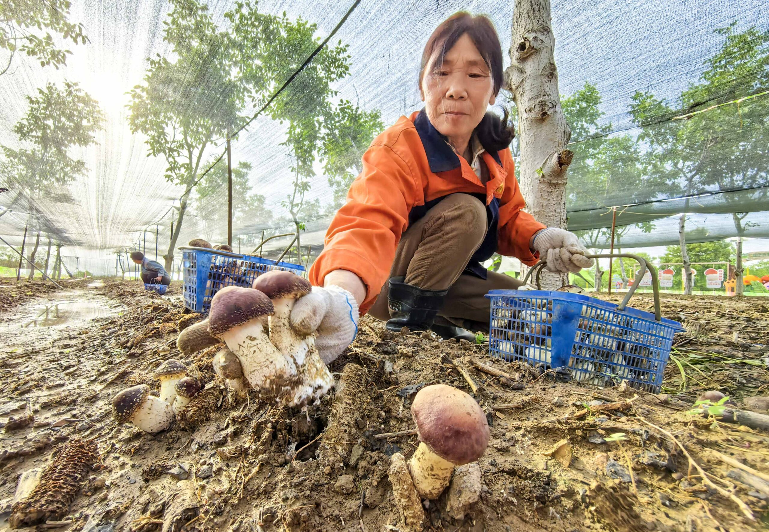 Un habitant est photographié en train de cueillir des champignons de Paris dans une base de démonstration d'agriculture écologique à Luoyang, dans la province du Henan, le 7 mai 2026. /IC