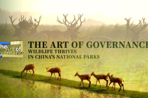 L&rsquo;art de la gouvernance : la faune sauvage prospère dans les parcs nationaux de Chine