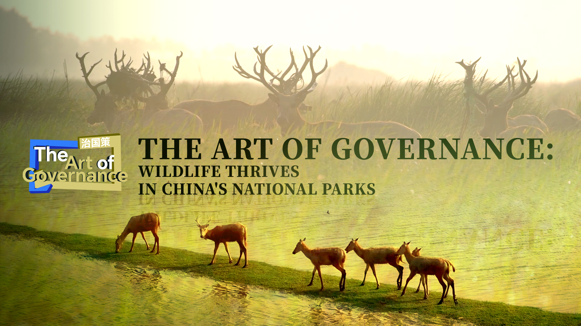 L'art de la gouvernance : la faune sauvage prospère dans les parcs nationaux de Chine