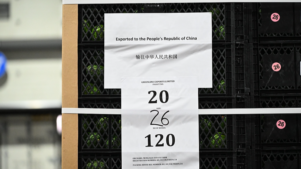 Les avocats du Kenya bénéficiant d'un traitement tarifaire nul sont dédouanés au port de Waigaoqiao à Shanghai, en Chine, le 1er mai 2026. /VCG