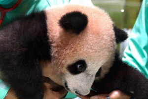 The first giant panda in Indonesia ready to enchant the public