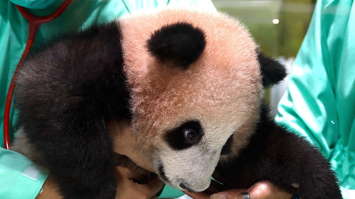 The first giant panda in Indonesia ready to enchant the public
