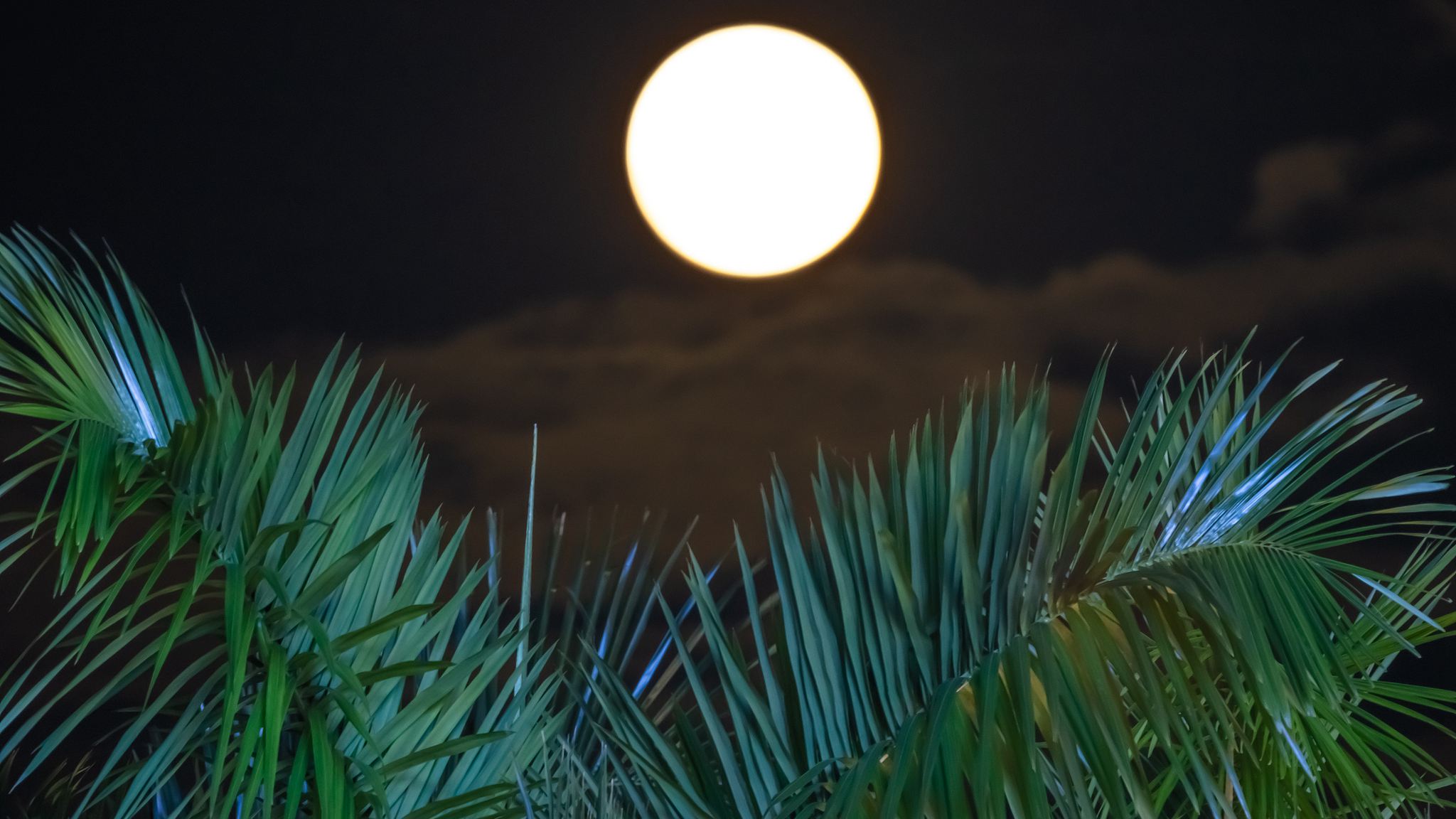 La pleine lune se lève au-dessus des palmiers à Shenzhen, province du Guangdong, Chine, le 31 mai 2026. /VCG