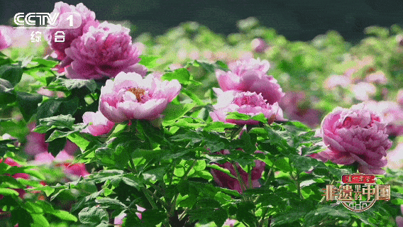 Le festival de la pivoine de Luoyang, dans le Henan, remonte à plus de 1 600 ans et célèbre une fleur longtemps admirée comme symbole de prospérité et d'élégance. /CMG