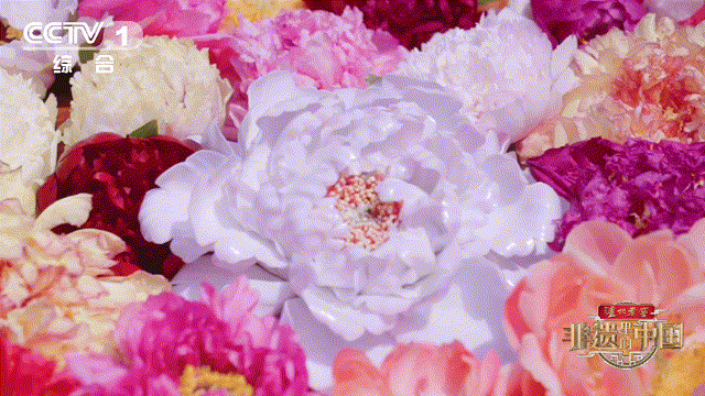 Le festival de la pivoine de Luoyang, dans le Henan, remonte à plus de 1 600 ans et célèbre une fleur longtemps admirée comme symbole de prospérité et d'élégance. /CMG