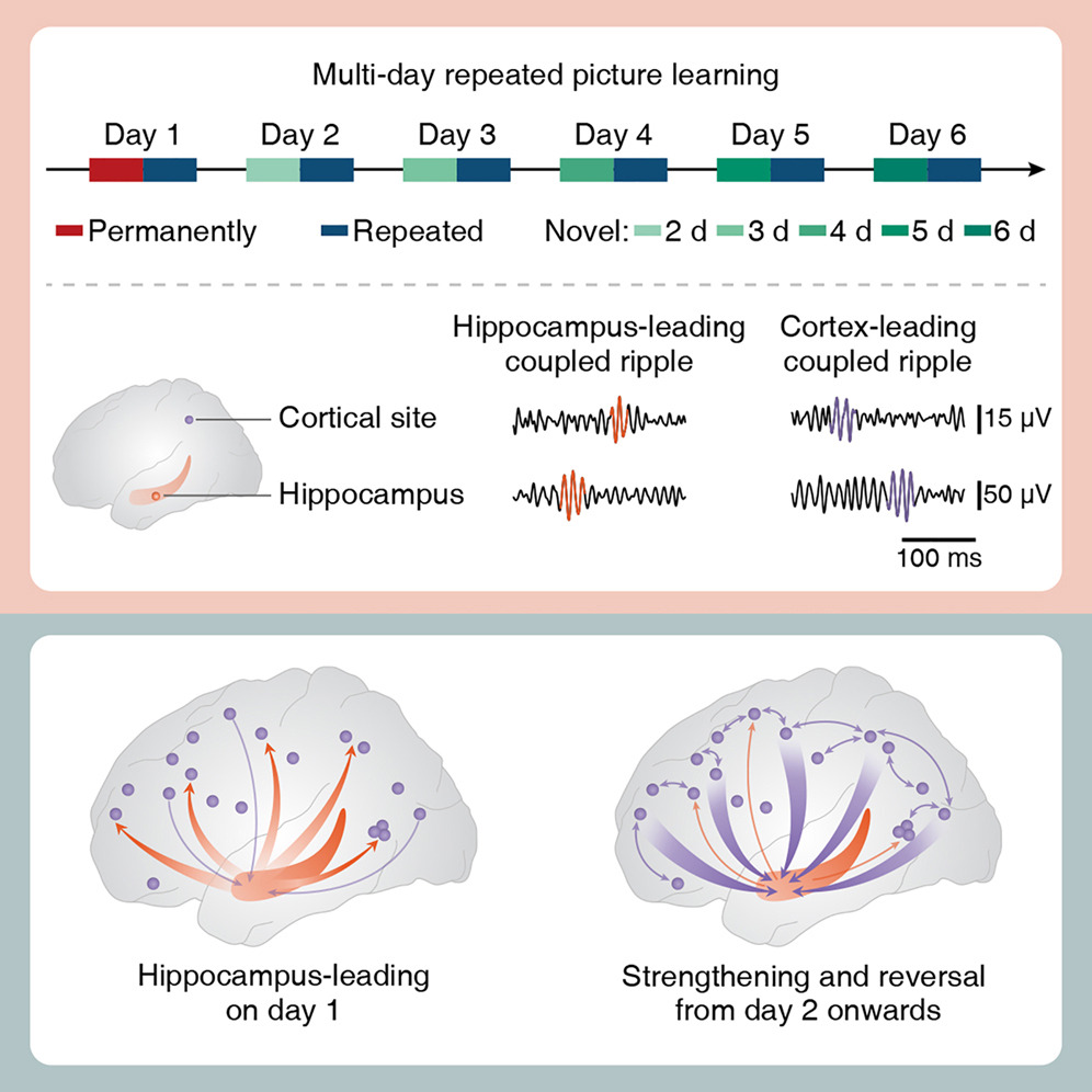 Une illustration montre le changement dans la communication liée à la mémoire entre l'hippocampe et le néocortex observé dans l'étude. / Image de Neurone