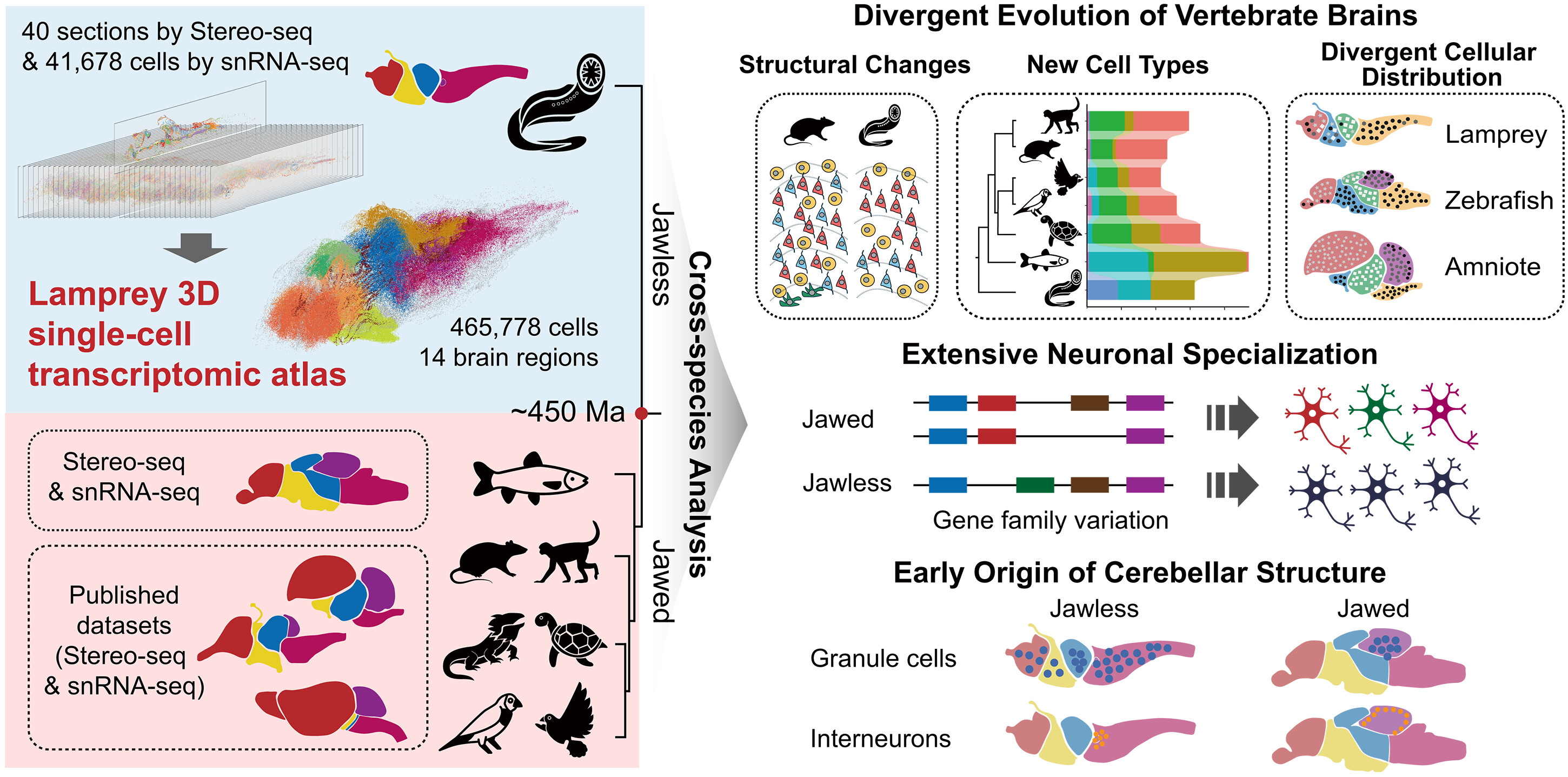 Un graphique de l'étude illustre un atlas transcriptomique tridimensionnel du cerveau de lamproie et les principales conclusions sur l'évolution du cerveau des vertébrés. /Science