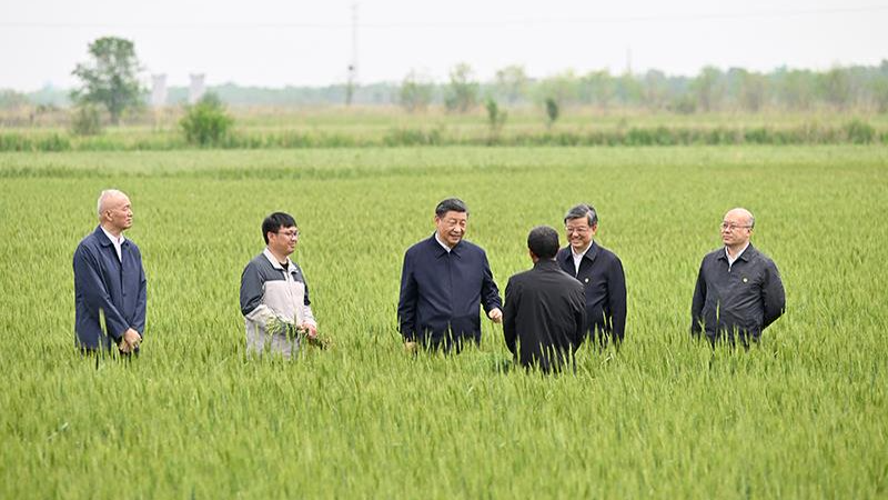 Xi Jinping découvre la culture de cultures tolérantes à la sécheresse et à l'alcalinité dans un champ de blé à Cangzhou, dans la province du Hebei (nord de la Chine), le 11 mai 2023. /CMG