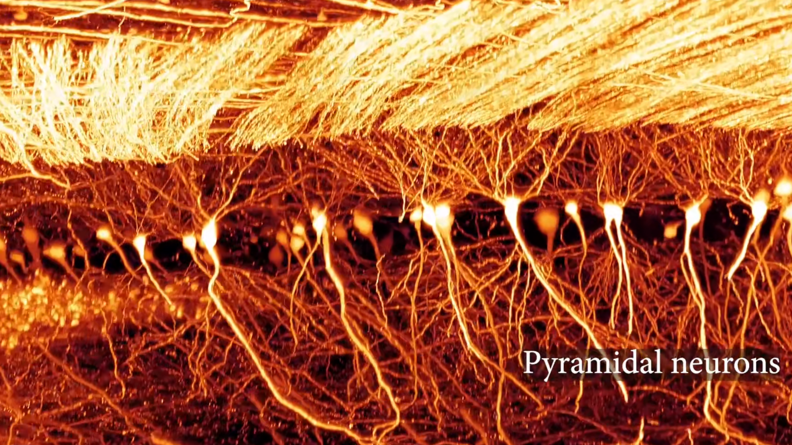 Les neurones pyramidaux d'un échantillon de cerveau de souris 1 × 1 × 1,5 mm ^ 3 traité avec la méthode TESOS. /CIBR