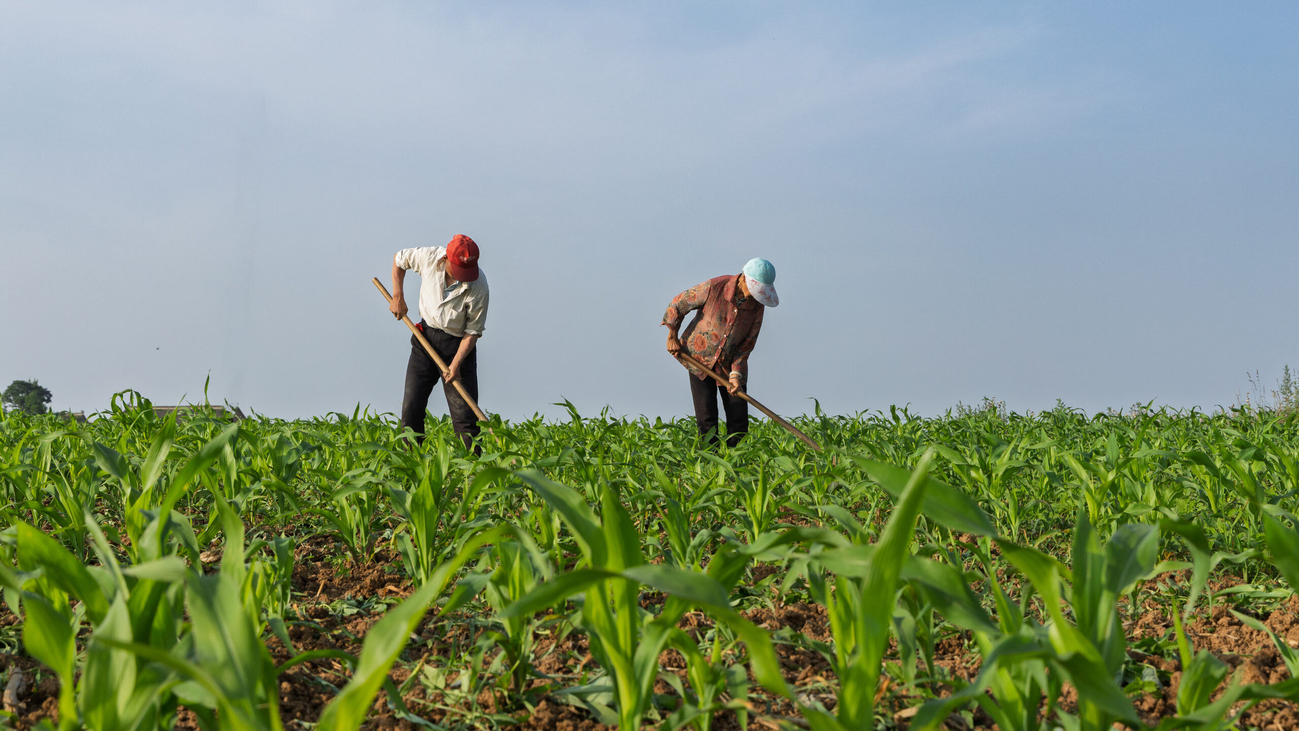 Des agriculteurs gèrent un champ de maïs pendant la saison de croissance estivale, le 5 juin 2026. /VCG