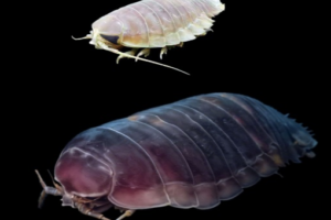 Des scientifiques révèlent comment un géant des grands fonds peut survivre 5 ans sans nourriture