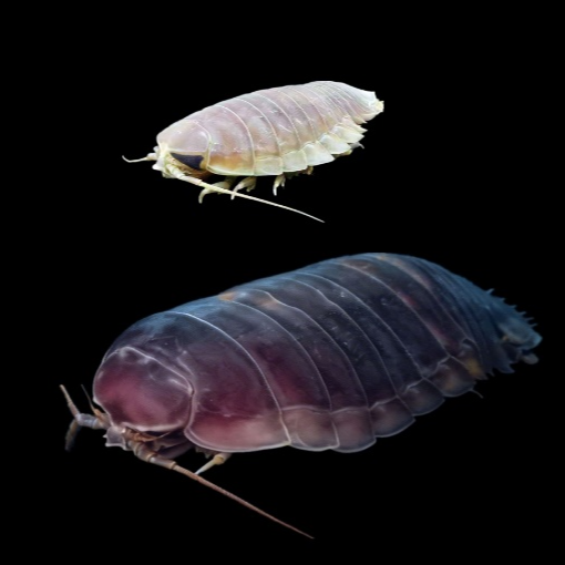 Illustration des isopodes des grands fonds. /CMG