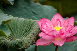 In Vietnam the lotus blooms, the guardian flower of a thousand-year-old identity
