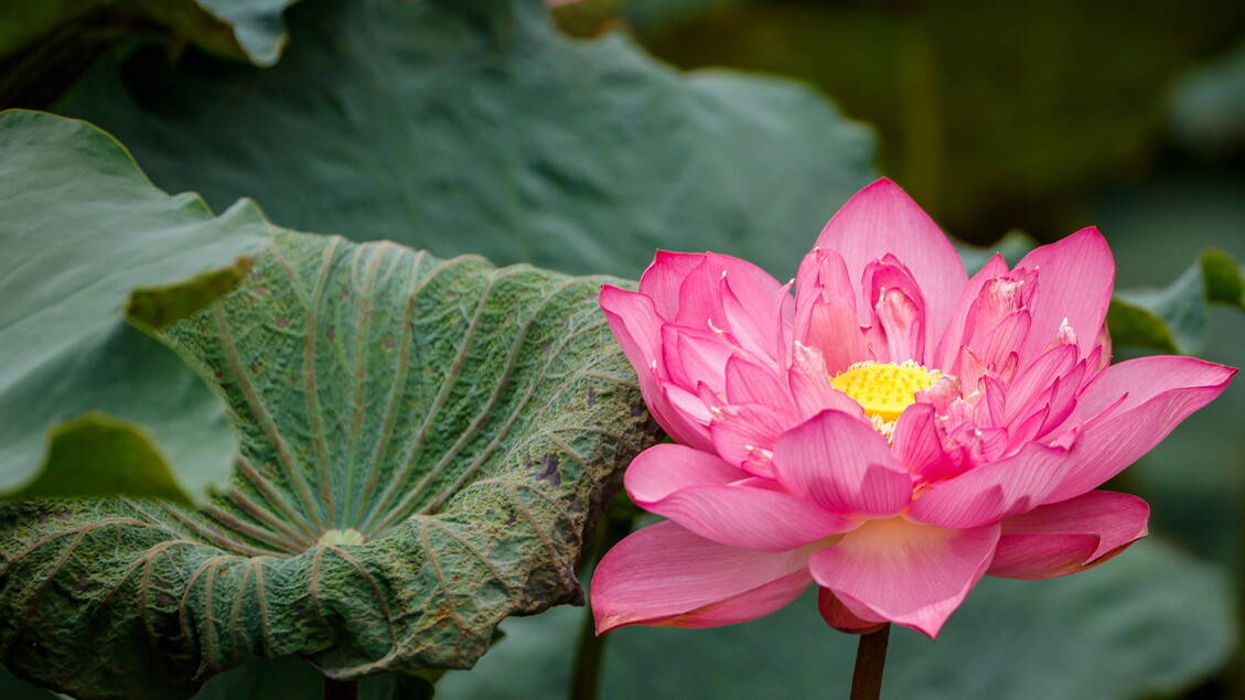 In Vietnam the lotus blooms, the guardian flower of a thousand-year-old identity