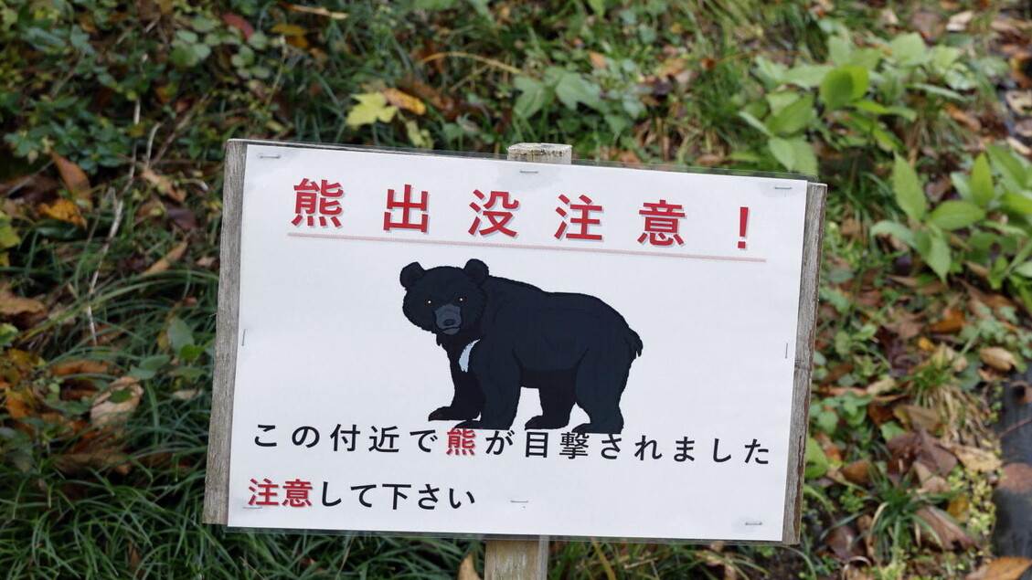 Japanese city closes 100 schools, invasion of bears emerging from hibernation