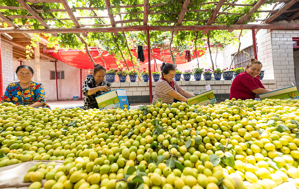Des producteurs de fruits trient des abricots dans une cour du canton de Yaha, comté de Kuqa, dans la région autonome ouïgoure du Xinjiang (nord-ouest de la Chine), le 4 juin 2026. /CFP